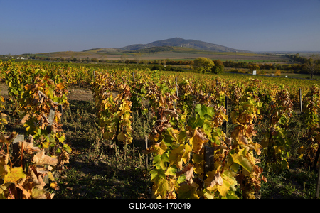 Tokaj hegyaljai szõlõ ültetvény õsszel-stock-foto