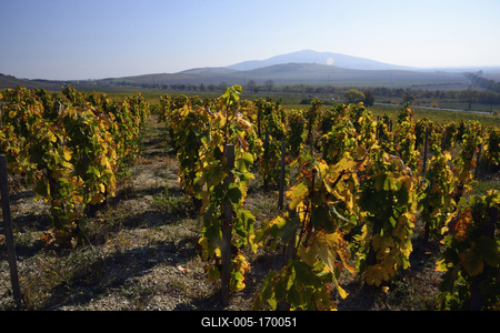 Tokaj hegyaljai szõlõ ültetvény õsszel-stock-foto