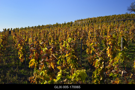 Tokaj hegyaljai szõlõ ültetvény õsszel-stock-foto