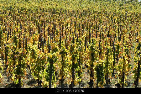 Tokaj hegyaljai szõlõ ültetvény õsszel-stock-foto