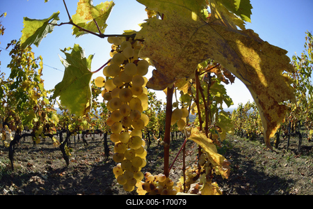 Tokaj hegyaljai szõlõ ültetvény õsszel-stock-foto