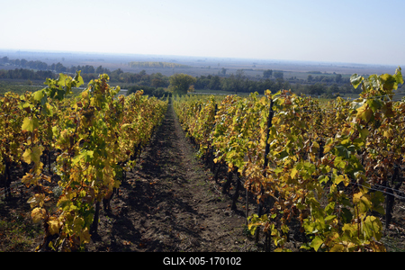 Tokaj hegyaljai szõlõ ültetvény õsszel-stock-foto