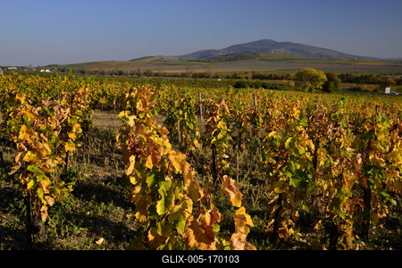 Tokaj hegyaljai szõlõ ültetvény õsszel-stock-foto