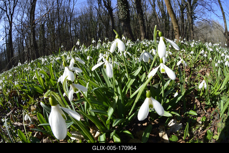 Hóvirág mezõ az Alcsútdobozi Arborétumban-stock-foto