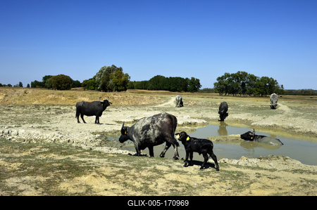 Kápolna- pusztai bivaly rezervátum-stock-foto