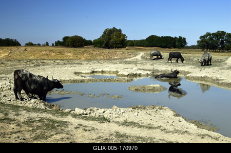 Kápolna- pusztai bivaly rezervátum-stock-foto