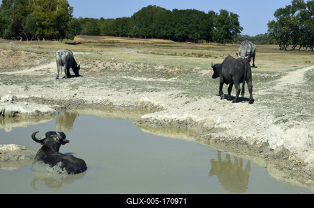Kápolna- pusztai bivaly rezervátum-stock-foto