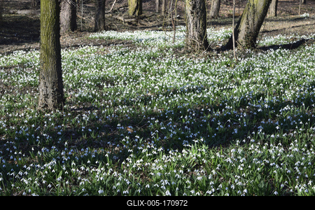 Hóvirág mezõ az Alcsútdobozi Arborétumban-stock-foto