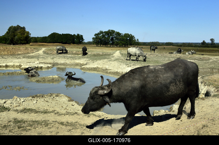 Kápolna- pusztai bivaly rezervátum-stock-foto