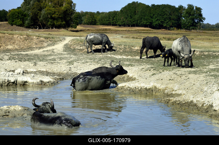 Kápolna- pusztai bivaly rezervátum-stock-foto