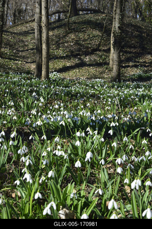 Hóvirág mezõ az Alcsútdobozi Arborétumban-stock-foto