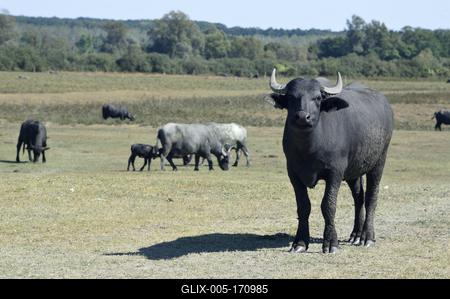 Kápolna- pusztai bivaly rezervátum-stock-foto
