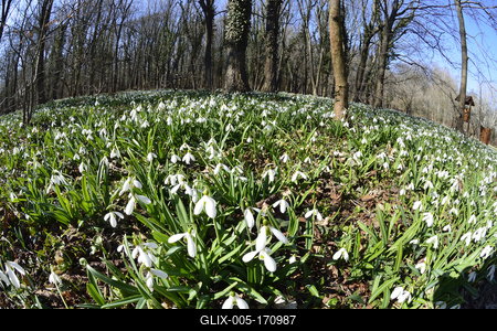 Hóvirág mezõ az Alcsútdobozi Arborétumban-stock-foto