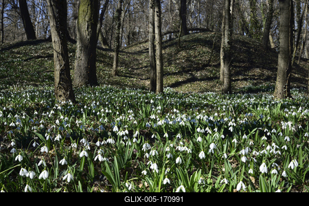 Hóvirág mezõ az Alcsútdobozi Arborétumban-stock-foto