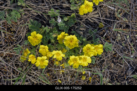 Homokbuckák Fülöpháza határában. A Homokhátság buckavonulatai csak néhány tíz méterrel magasodnak a Duna és Tisza-völgy fölé. A homokterületek az Õs-Duna hordalékkúpjainak maradványa. A szinte érintetlen állapotban levõ homokbuckás-stock-foto