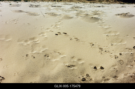 Homokbuckák a Kiskunságban-stock-foto
