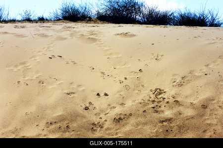 Homokbuckák a Kiskunságban-stock-foto