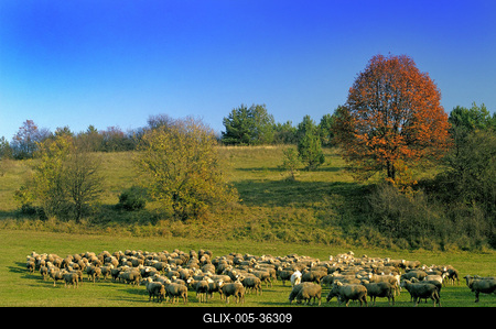 Birkanyáj-stock-foto