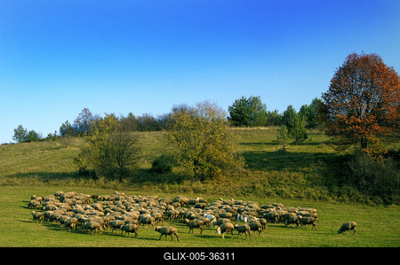 Birkanyáj-stock-foto