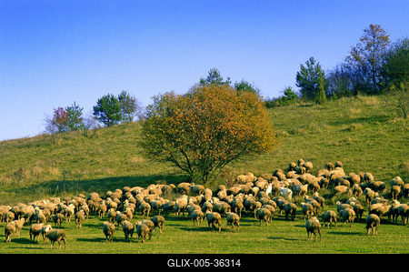 Birkanyáj-stock-foto
