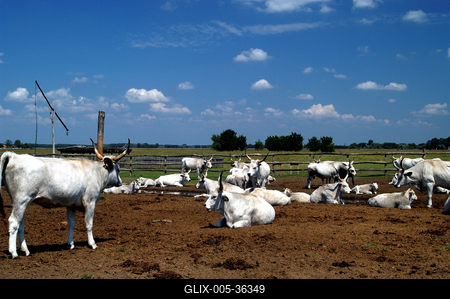 Bugac puszta-stock-foto