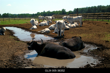 Bugac puszta-stock-foto