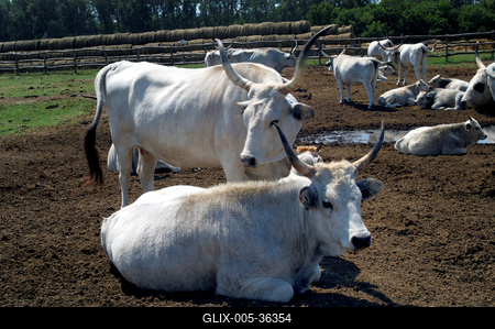 Bugac puszta-stock-foto