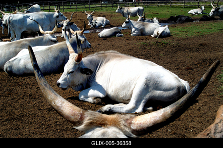 Bugac puszta-stock-foto