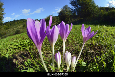 Őszi kikerics virágzik Jósvafőn-stock-foto