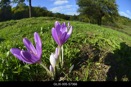 Őszi kikerics virágzik Jósvafőn-stock-foto