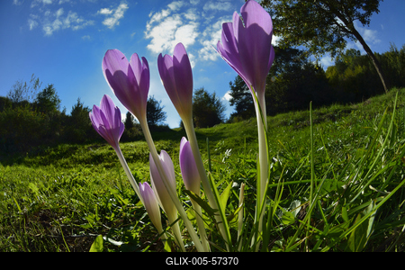Őszi kikerics virágzik Jósvafőn-stock-foto