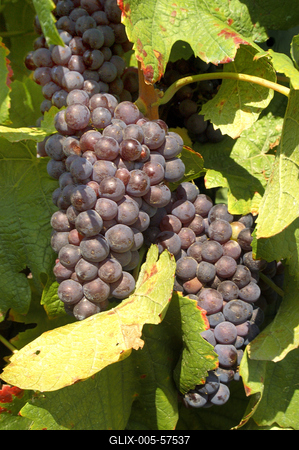 Badacsonyi szőlőfürt-stock-foto