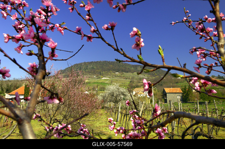 Tavasz a Badacsonyban-stock-foto