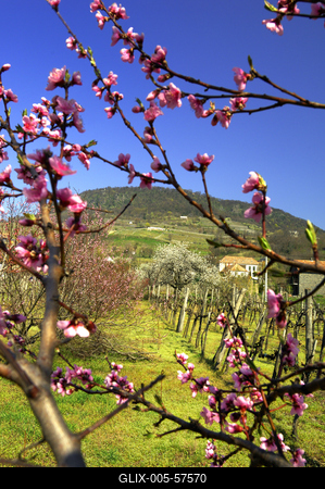 Tavasz a Badacsonyban-stock-foto