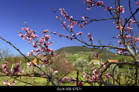 Tavasz a Badacsonyban-stock-foto