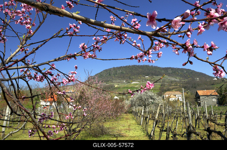 Tavasz a Badacsonyban-stock-foto