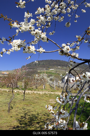 Tavasz a Badacsonyban-stock-foto