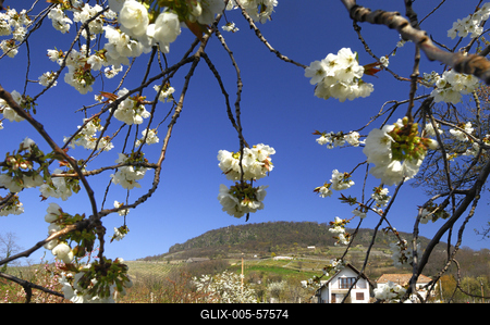 Tavasz a Badacsonyban-stock-foto