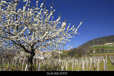 Tavasz a Badacsonyban-stock-foto