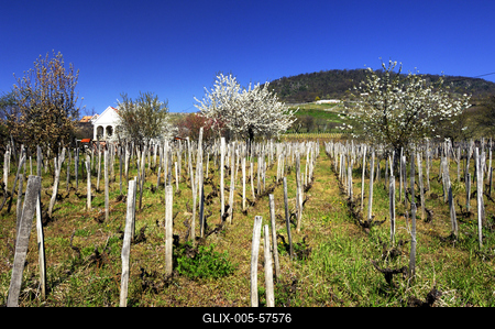 Tavasz a Badacsonyban-stock-foto