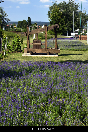 Levendula Alsóörsön-stock-foto