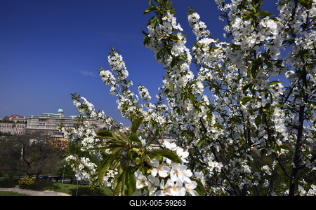 Tavaszi virágzás a Gellért-hegyen-stock-foto