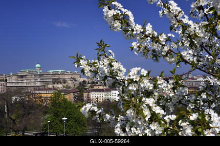 Tavaszi virágzás a Gellért-hegyen-stock-foto