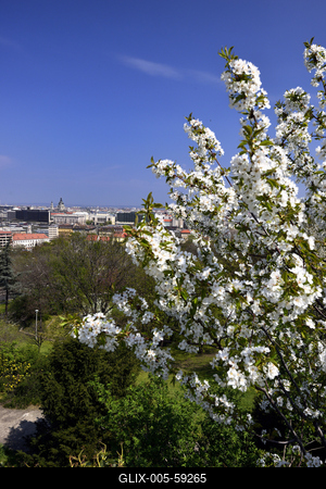 Tavaszi virágzás a Gellért-hegyen-stock-foto