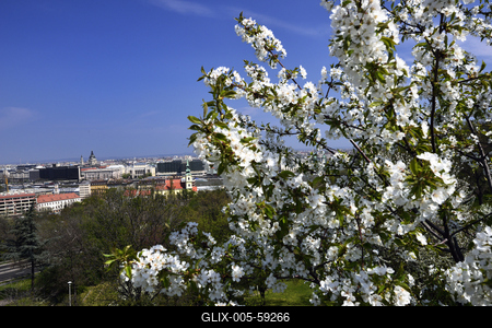Tavaszi virágzás a Gellért-hegyen-stock-foto