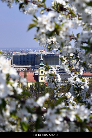 Tavaszi virágzás a Gellért-hegyen-stock-foto