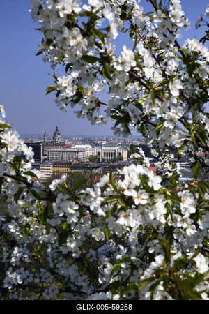 Tavaszi virágzás a Gellért-hegyen-stock-foto