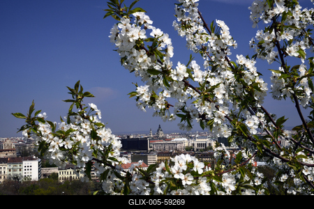 Tavaszi virágzás a Gellért-hegyen-stock-foto