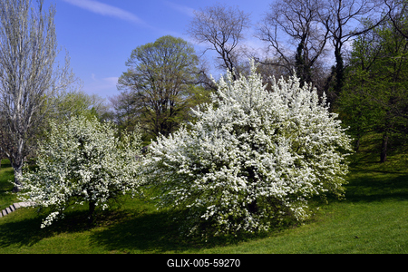 Tavaszi virágzás a Gellért-hegyen-stock-foto