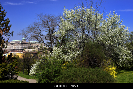 Tavaszi virágzás a Gellért-hegyen-stock-foto